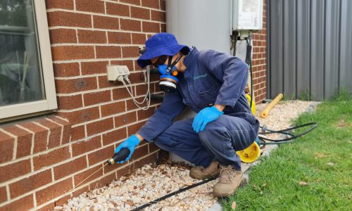 Defending Your Domain: Expert Strategies for Pest Control